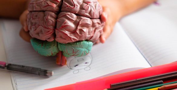 Sobre um caderno de anotações aberto, uma criança segura a figura de um cérebro feito de plástico colorido.