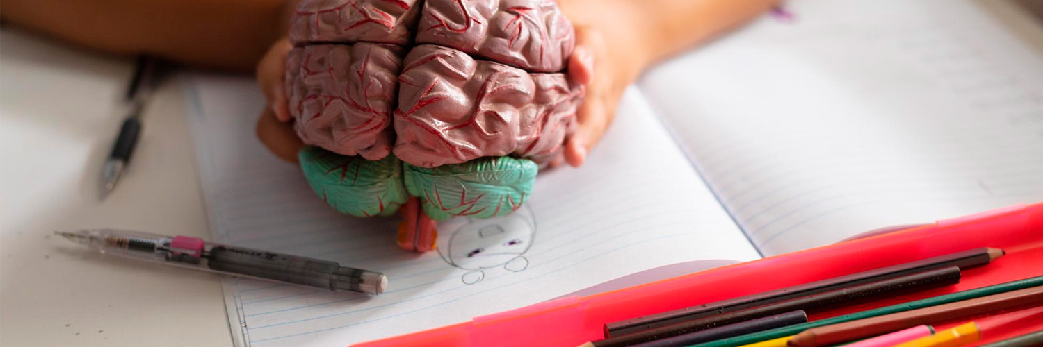 Sobre um caderno de anotações aberto, uma criança segura a figura de um cérebro feito de plástico colorido.