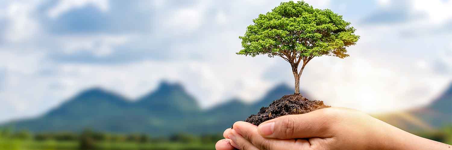 Estudo de pós-graduação em biologia e ecologia focado no crescimento de árvores