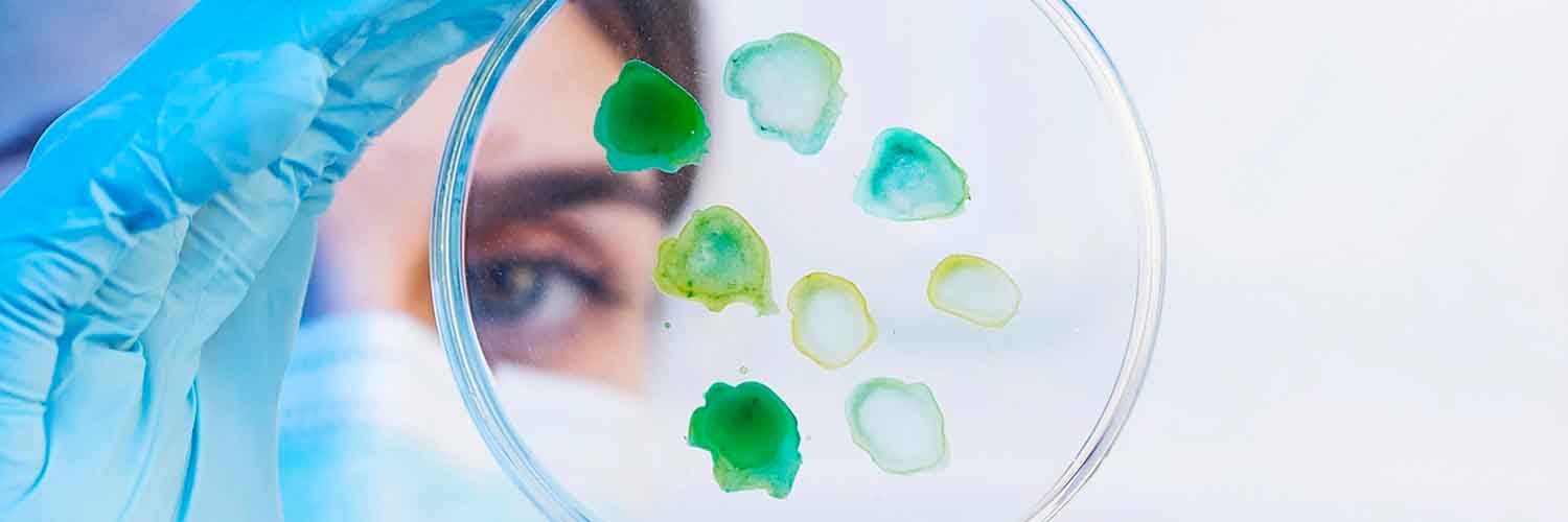 Pessoa segurando uma placa de Petri que contém amostras coloridas