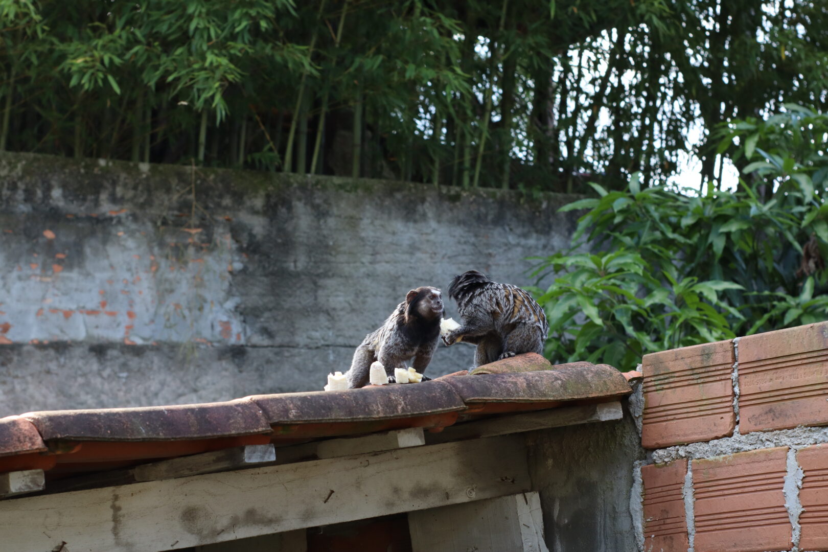 Dois saguis em telhado de área urbana, comendo pedaços de banana, próximos a muro e vegetação ao fundo.