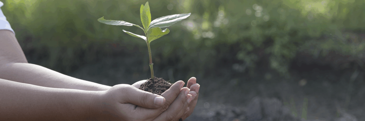 Mãos seguram muda verde com terra, simbolizando cuidado ambiental e preservação da natureza.