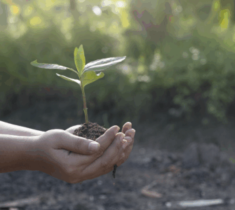 Mãos seguram muda verde com terra, simbolizando cuidado ambiental e preservação da natureza.