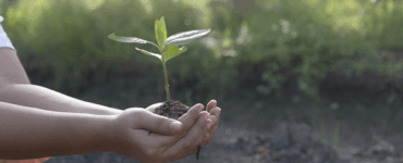 Mãos seguram muda verde com terra, simbolizando cuidado ambiental e preservação da natureza.