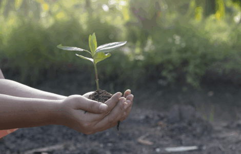 Mãos seguram muda verde com terra, simbolizando cuidado ambiental e preservação da natureza.
