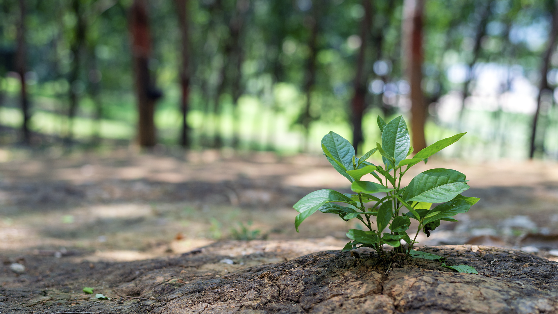 Pequena planta verde cresce no solo seco de uma floresta, simbolizando vida e renovação ambiental.