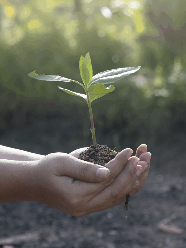 Entenda a COP30 e Descubra Como Atuar na Área Ambiental