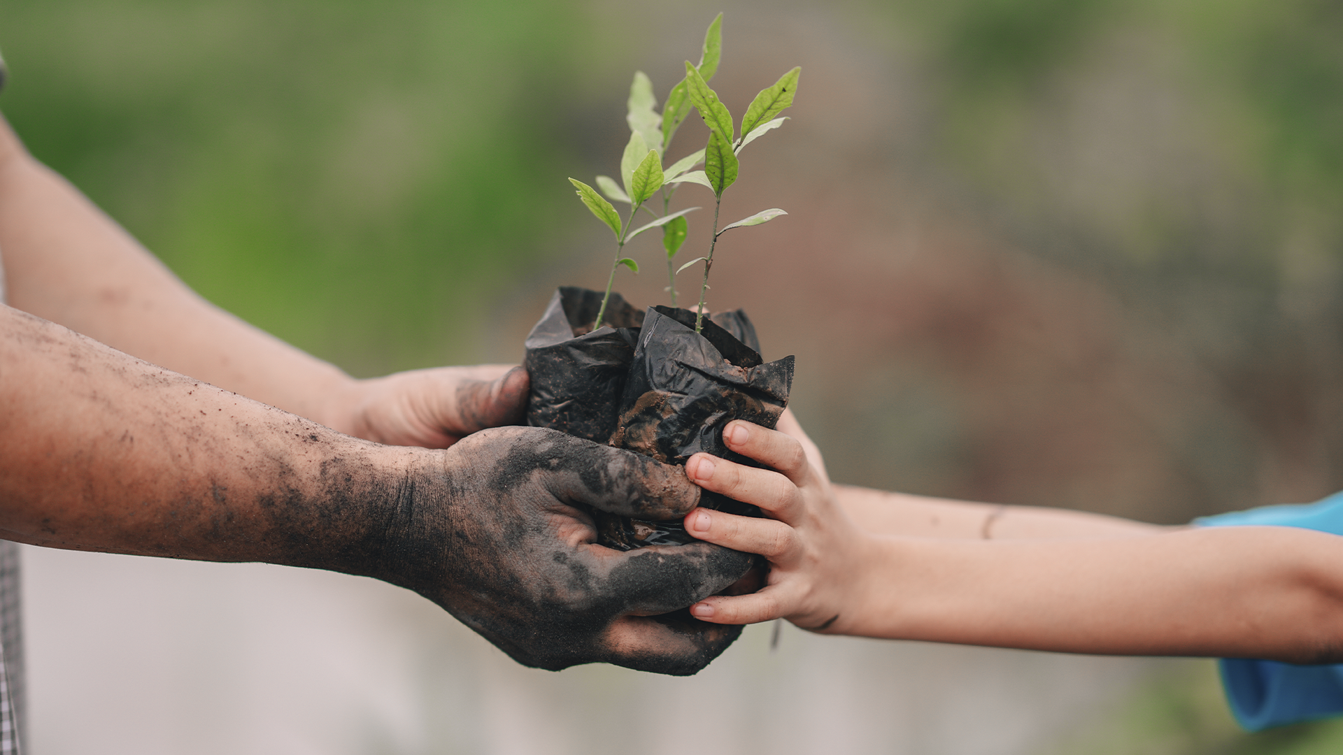 Mãos sujas de terra passam mudas verdes para mãos de criança, simbolizando cuidado e preservação ambiental.