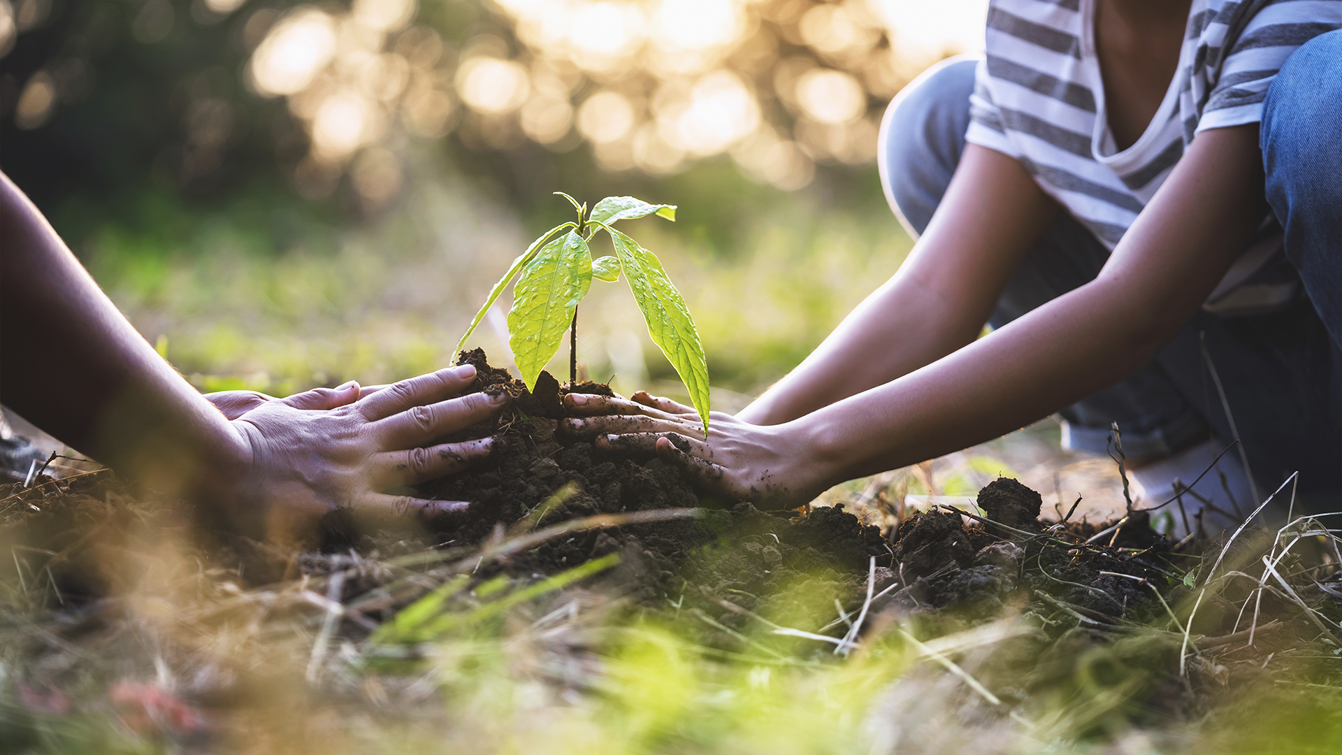 Mãos plantam muda verde no solo ao entardecer, simbolizando preservação e cuidado com a natureza.