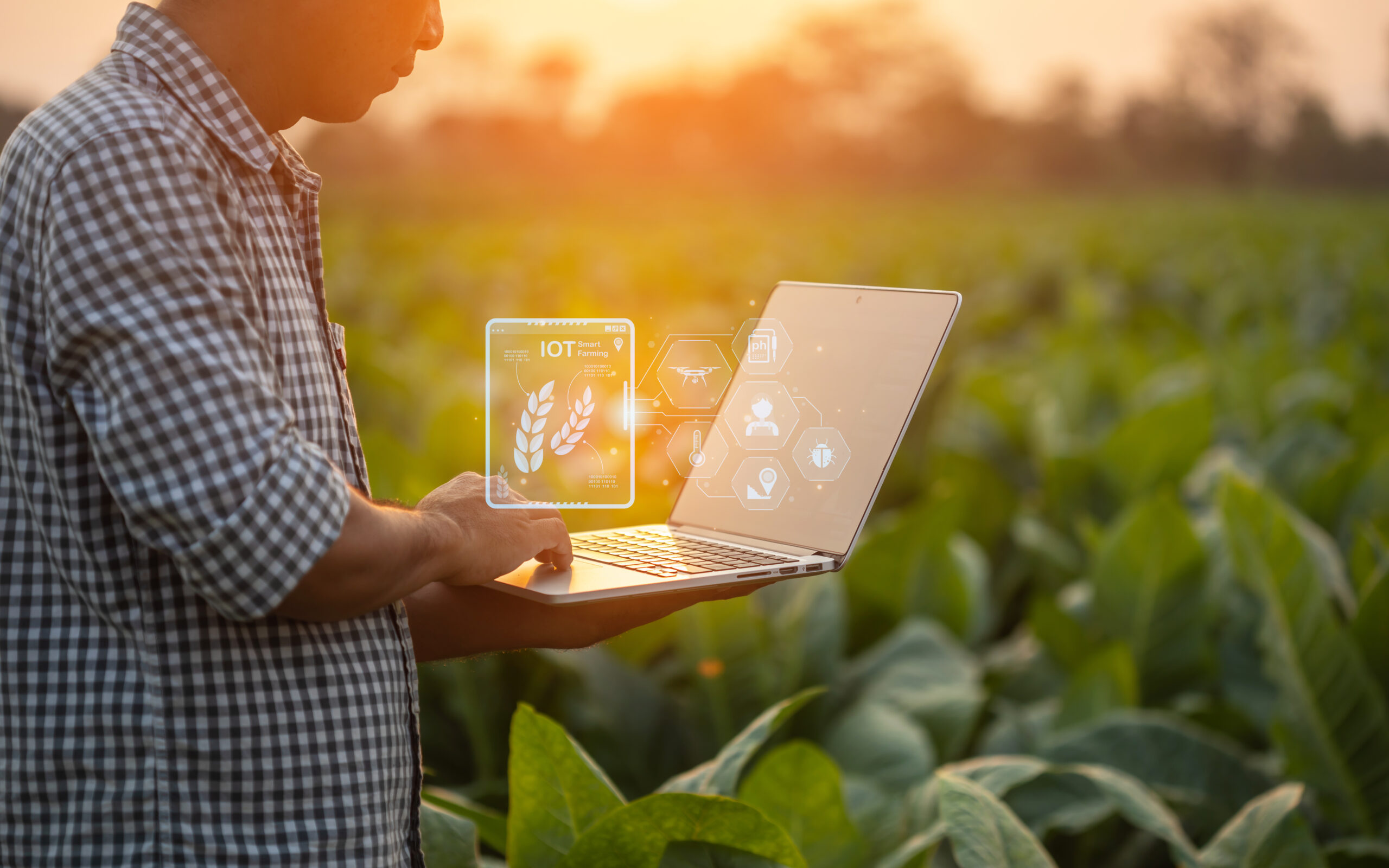 Farmer working in the young tobacco field, Man using digital lap
