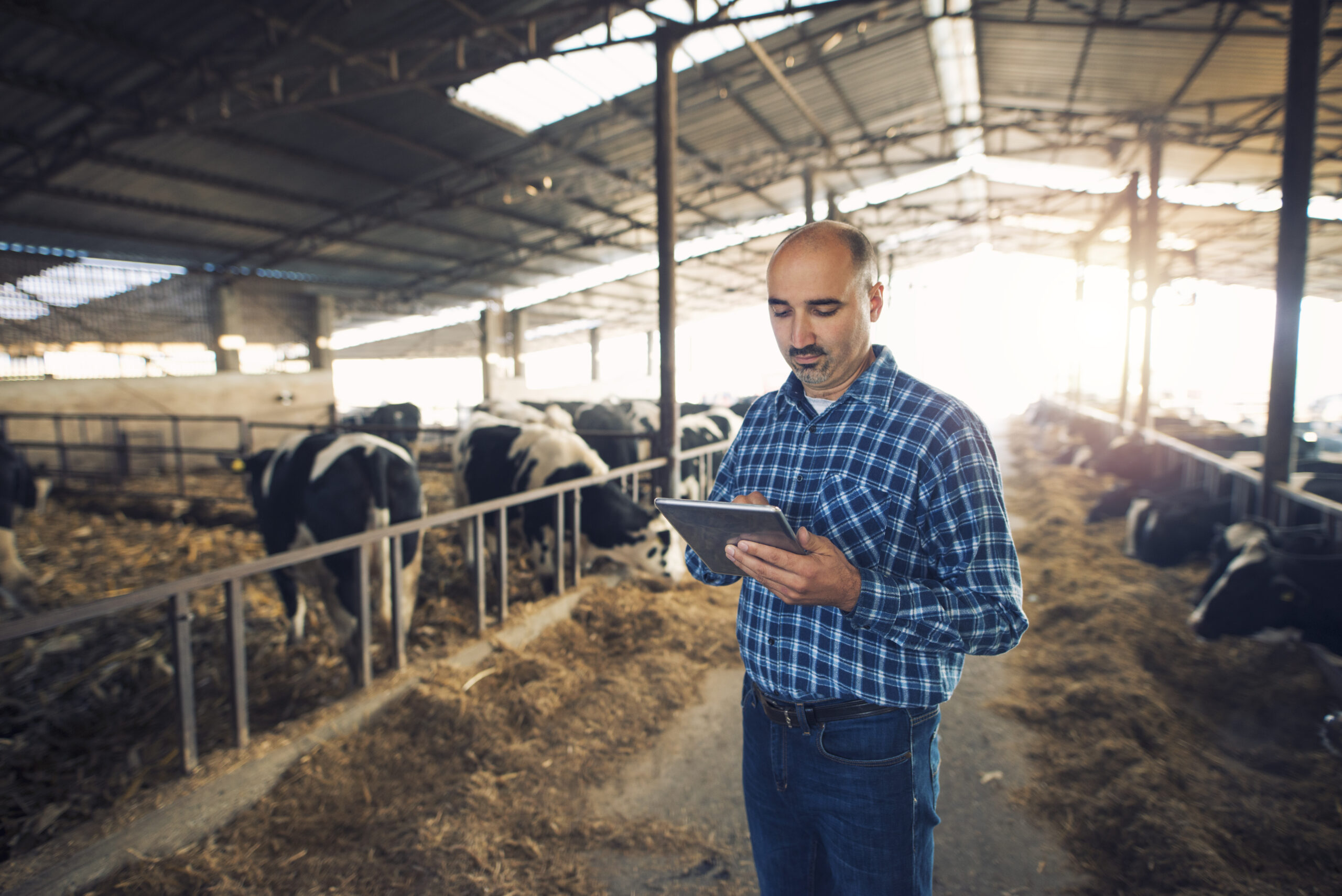 Portrait of middle aged farmer standing in cow farm and using tablet.